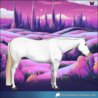 Horse Color:Buckskin Appaloosa 