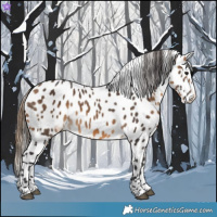 Horse Color:Buckskin Splash Appaloosa