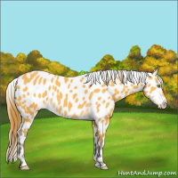 Horse Color:Amber Cream Champagne Appaloosa 