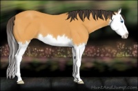 Horse Color:Buckskin Splash 