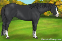 Horse Color:Black Splash