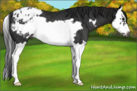 Horse Color:Gray Black Splash Frame Appaloosa Rabicano 