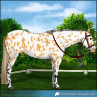 Horse Color:Buckskin Leopard 