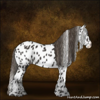 Horse Color:Smoky Black Appaloosa 
