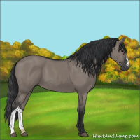 Horse Color:Grullo 