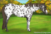 Horse Color:Smoky Blue Roan Appaloosa 