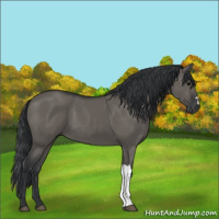 Horse Color:Grullo 