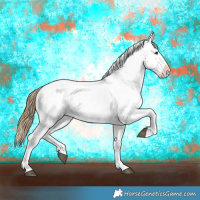 Horse Color:Buckskin Appaloosa 