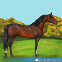 Horse Color:Brown Tobiano 