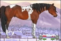 Horse Color:Brown Tobiano 