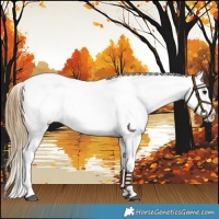 Horse Color:Smoky Black Near Leopard 