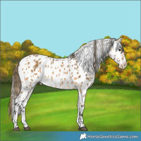 Horse Color:Buckskin Appaloosa