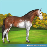 Horse Color:White Spotted Bay 