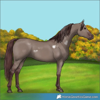 Horse Color:Chocolate Grullo 