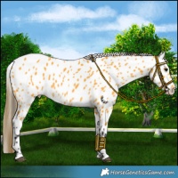 Horse Color:Buckskin Appaloosa