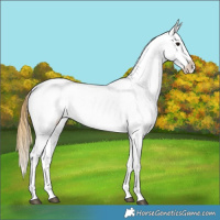 Horse Color:Buckskin Appaloosa 