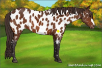 Horse Color:Buckskin Near Leopard 