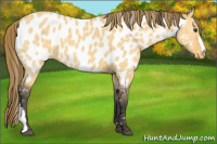 Horse Color:Buckskin Dun Near Leopard 