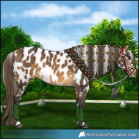 Horse Color:Buckskin Near Leopard 