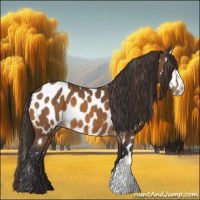 Horse Color:Buckskin Appaloosa 