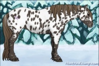 Horse Color:Smoky Black Appaloosa 