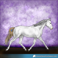 Horse Color:Buckskin Roan Appaloosa