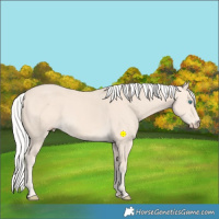Horse Color:Silver Perlino 
