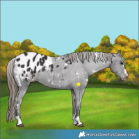 Horse Color:White Spotted Smoky Black Appaloosa 
