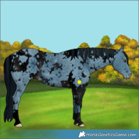 Horse Color:ERROR: UNKNOWN ANOMALY