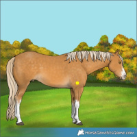 Horse Color:White Spotted Palomino 