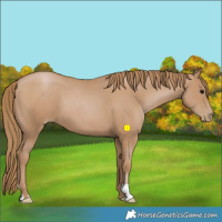 Horse Color:Black Pearl 