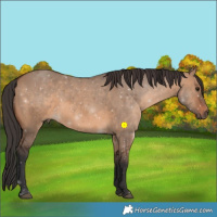 Horse Color:Brown Dun 