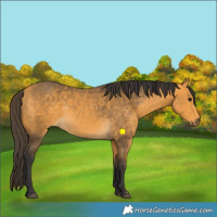 Horse Color:Buckskin 
