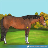 Horse Color:White Spotted Bay Tobiano 