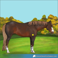 Horse Color:Liver Chestnut 