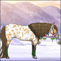 Horse Color:Buckskin Near Leopard 