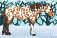 Horse Color:Buckskin Appaloosa 