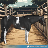 Horse Color:Gray Brown Tobiano 