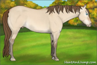 Horse Color:Gray Perlino Roan Dun 