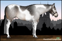 Horse Color:Gray Buckskin Tobiano 