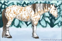 Horse Color:Buckskin Appaloosa 