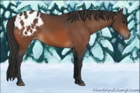 Horse Color:Bay Appaloosa Rabicano 