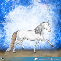 Horse Color:Buckskin Near Leopard 