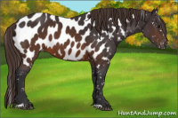 Horse Color:Buckskin Near Leopard