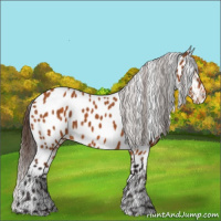 Horse Color:Buckskin Near Leopard