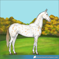 Horse Color:Buckskin Appaloosa 