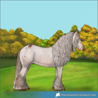 Horse Color:Chestnut Appaloosa 