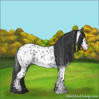 Horse Color:Blue Roan Near Leopard