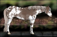 Horse Color:Silver Black Splash Appaloosa 