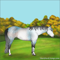 Horse Color:Gray Brown 